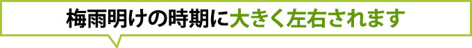 梅雨明けの時期に大きく左右されます